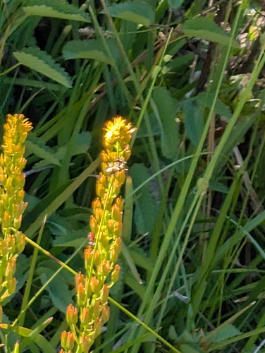 Narthecium californicum, photograph 5