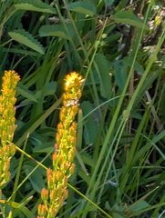 Narthecium californicum, photograph (c) Dominic Gentilcore, some rights reserved (CC BY)