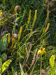 Narthecium californicum, photograph (c) Dominic Gentilcore, some rights reserved (CC BY)