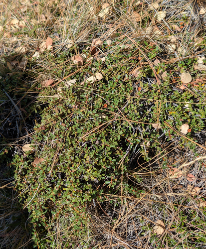 Ceanothus pumilus, photograph 1