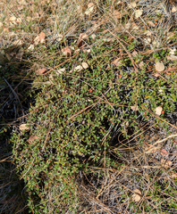 Ceanothus pumilus, photograph (c) Dominic Gentilcore, some rights reserved (CC BY)