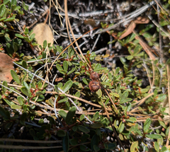 Ceanothus pumilus