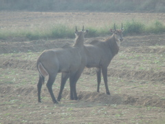 Boselaphus tragocamelus