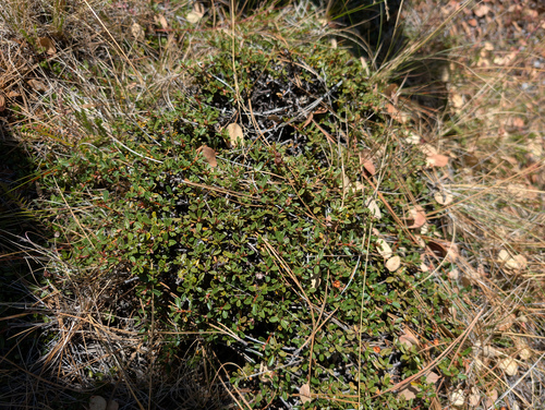 Ceanothus pumilus, photograph 2