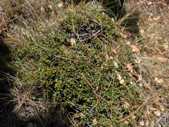 Ceanothus pumilus, photograph (c) Dominic Gentilcore, some rights reserved (CC BY)