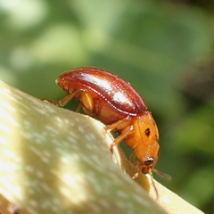 Platymela sticticollis