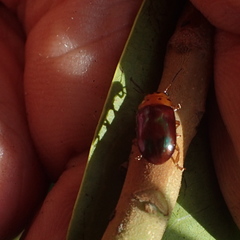 Platymela sticticollis