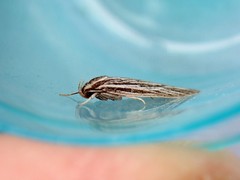 Leistarcha scitissimella
