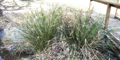 Cyperus vaginatus