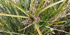 Cyperus vaginatus