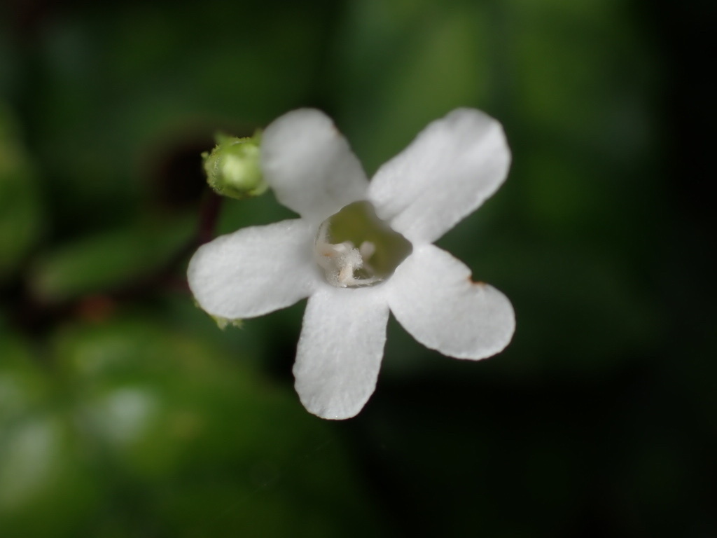 Staurogyne debilis (Staurogyne debilis)