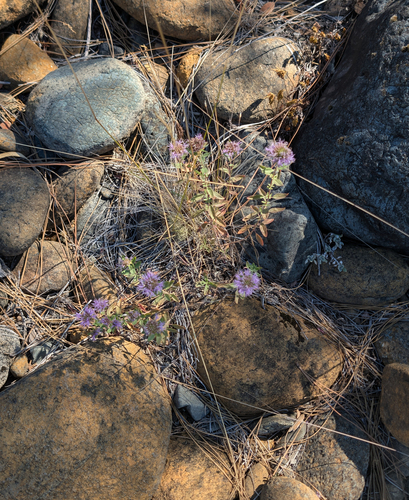 Monardella purpurea, photograph 6