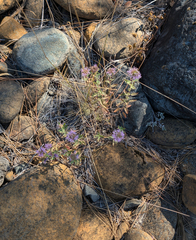 Monardella purpurea, photograph (c) Dominic Gentilcore, some rights reserved (CC BY)