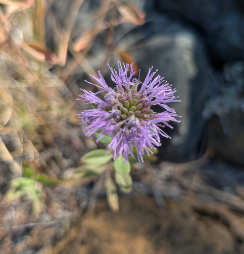 Monardella purpurea, photograph 5
