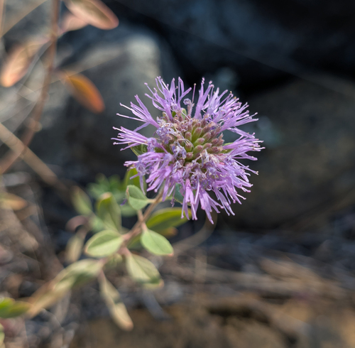 Monardella purpurea, photograph 4
