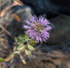 Monardella purpurea, photograph (c) Dominic Gentilcore, some rights reserved (CC BY)