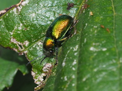 Abirus fortunei
