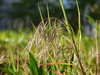 Cheatgrass - Photo (c) Alexis, some rights reserved (CC BY), uploaded by Alexis