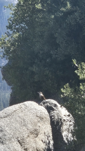 iNaturalist observation photo of Canyon Wren