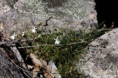 Lithotoma anethifolia
