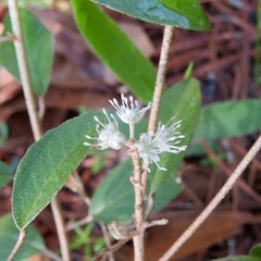 Croton argyranthemus