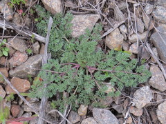 Astrodaucus littoralis