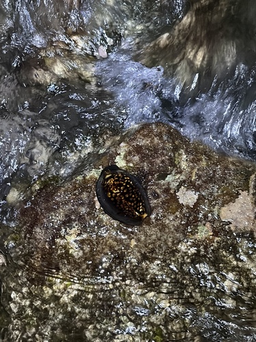 Cypraea mauritiana observed 2026-07-21