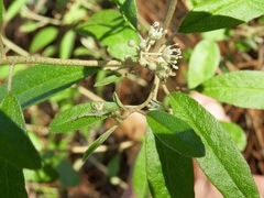 Croton argyranthemus
