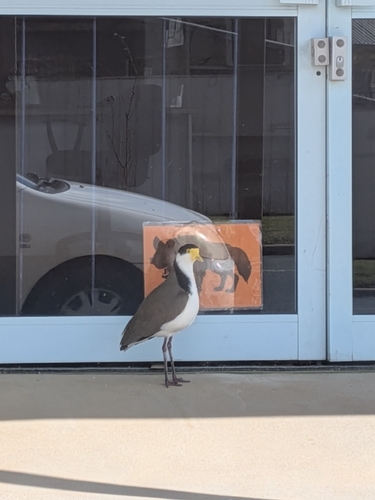 Black-shouldered Masked Lapwing