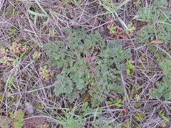 Astrodaucus littoralis