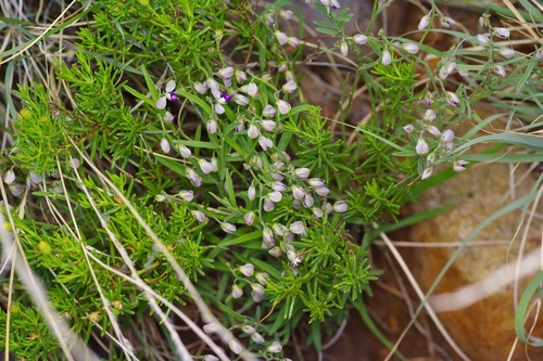 Blue Milkwort