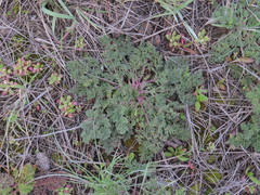 Astrodaucus littoralis