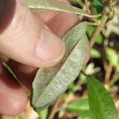 Croton argyranthemus