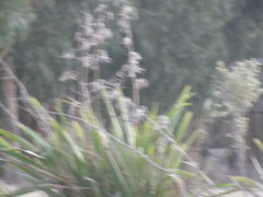 Phormium tenax