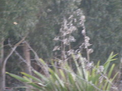 Phormium tenax