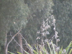 Phormium tenax