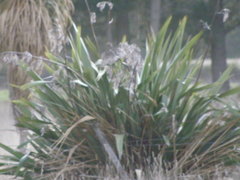 Phormium tenax