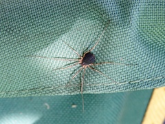 Eumesosoma