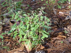Croton argyranthemus