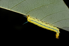 Macroglossum passalus