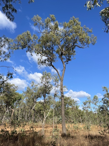 Eucalyptus cullenii observed 2026-06-30