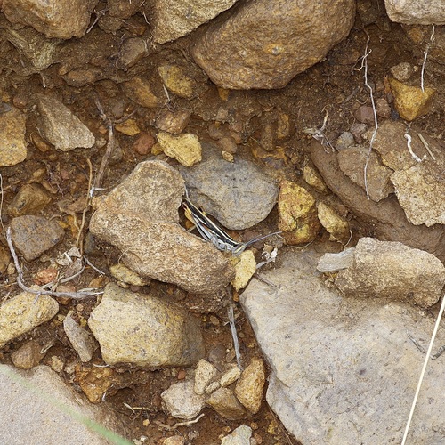 Texas Mermiria