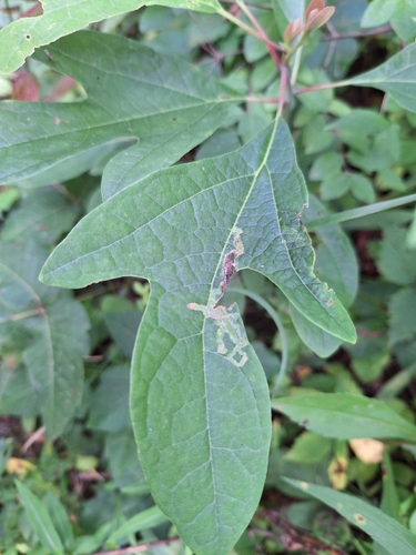 Sassafras Caloptilia Moth photo 4