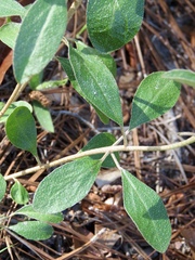 Croton argyranthemus