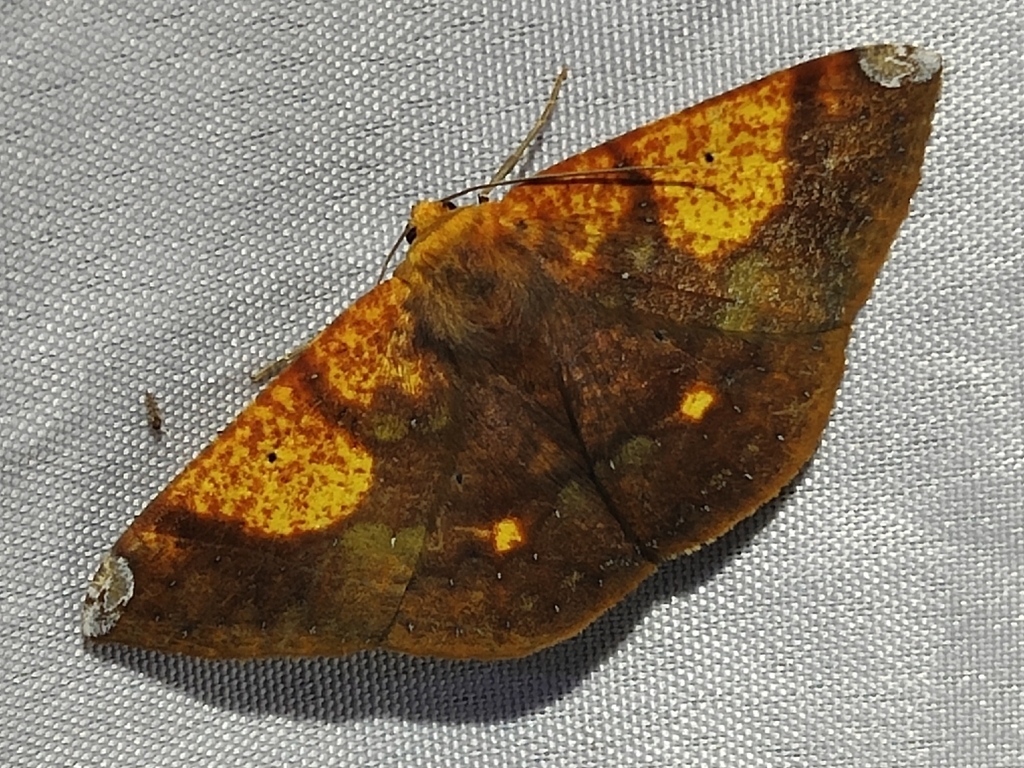Acrosemia vulpecularia