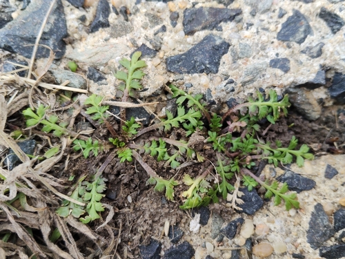 Lepidium tenuicaule observed 2026-07-23