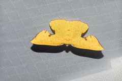 Corymica spatiosa