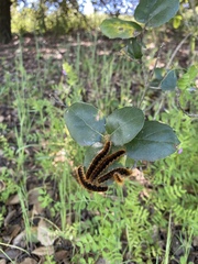 Malacosoma californica