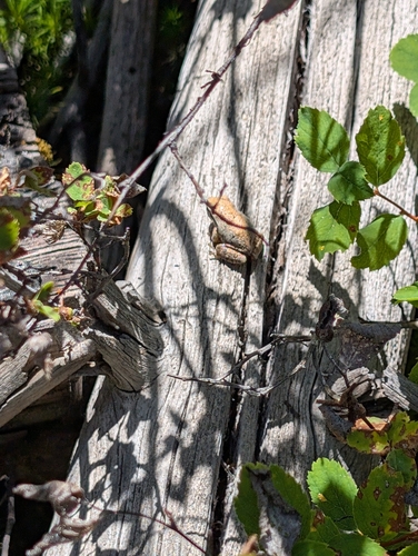 iNaturalist observation photo of Frogs and Toads