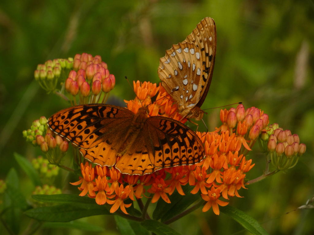 Great Spangled Fritillary